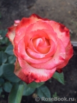 Blush Blush