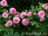 Gertrude Jekyll Gertrude Jekyll