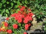 Orange Babyflor Orange Babyflor