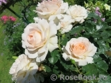 Chandos Beauty Chandos Beauty