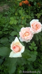 Marie Antoinette Marie Antoinette