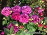 Heidi Klum Rose Heidi Klum Rose
