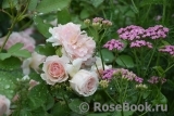 Morden Blush