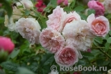 Morden Blush