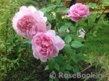 Mary Rose Mary Rose