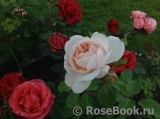 Crocus Rose® Crocus Rose®