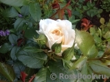 Lions Rose Lions Rose