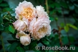 Ginger Syllabub Ginger Syllabub