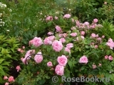 Gertrude Jekyll Gertrude Jekyll