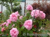 Gertrude Jekyll Gertrude Jekyll
