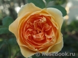 Crown Princess Margareta® Crown Princess Margareta®