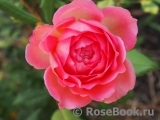 Jubilee Celebration® Jubilee Celebration®
