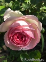 Pierre de Ronsard Pierre de Ronsard