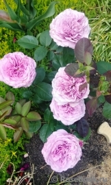 Lavender Ice Lavender Ice