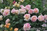 Claude Monet Claude Monet