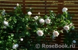 Generous Gardener, The Generous Gardener, The