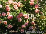 Augusta Luise Augusta Luise