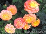 Tequila Sunrise Tequila Sunrise