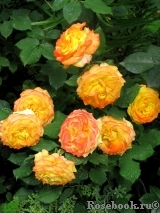 Tequila Sunrise Tequila Sunrise