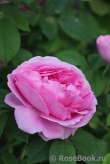 Gertrude Jekyll Gertrude Jekyll