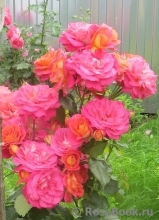 Midsummer Midsummer