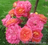 Midsummer Midsummer