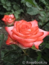 Blush Blush
