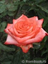 Blush Blush