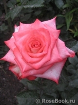 Blush Blush