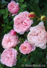 The Alnwick Rose