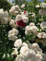 White Dorothy White Dorothy