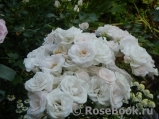 Aspirin Rose Aspirin Rose