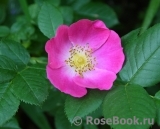 Rosa canina Kiese Rosa canina Kiese