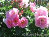 Pink Robusta Pink Robusta