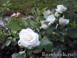 Aspirin Rose Aspirin Rose