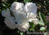 Aspirin Rose Aspirin Rose
