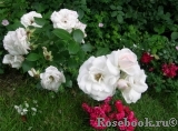 Aspirin Rose Aspirin Rose