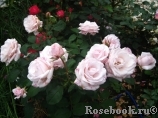Rosa Belmonte Rosa Belmonte