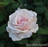 Rosa Belmonte Rosa Belmonte