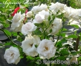 Aspirin Rose Aspirin Rose