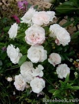 Aspirin Rose Aspirin Rose