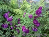 Rosengarten Zweibrücken ® Rosengarten Zweibrücken ®