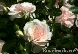 Aspirin Rose Aspirin Rose