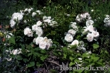 Aspirin Rose Aspirin Rose