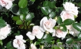 Aspirin Rose Aspirin Rose