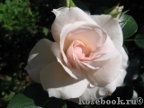Aspirin Rose Aspirin Rose