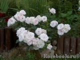 Aspirin Rose Aspirin Rose