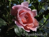 Strawberry Hill Strawberry Hill