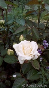 White Meidiland White Meidiland