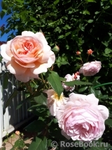 A Shropshire Lad A Shropshire Lad
